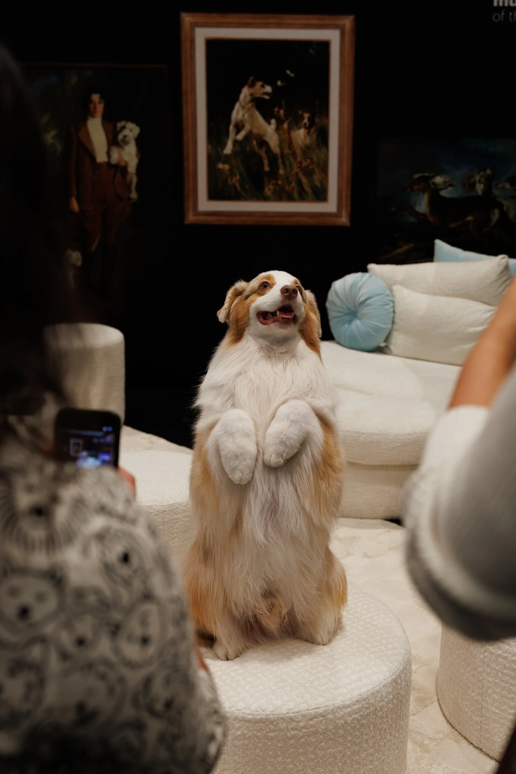  ©The Westminster Kennel Club 