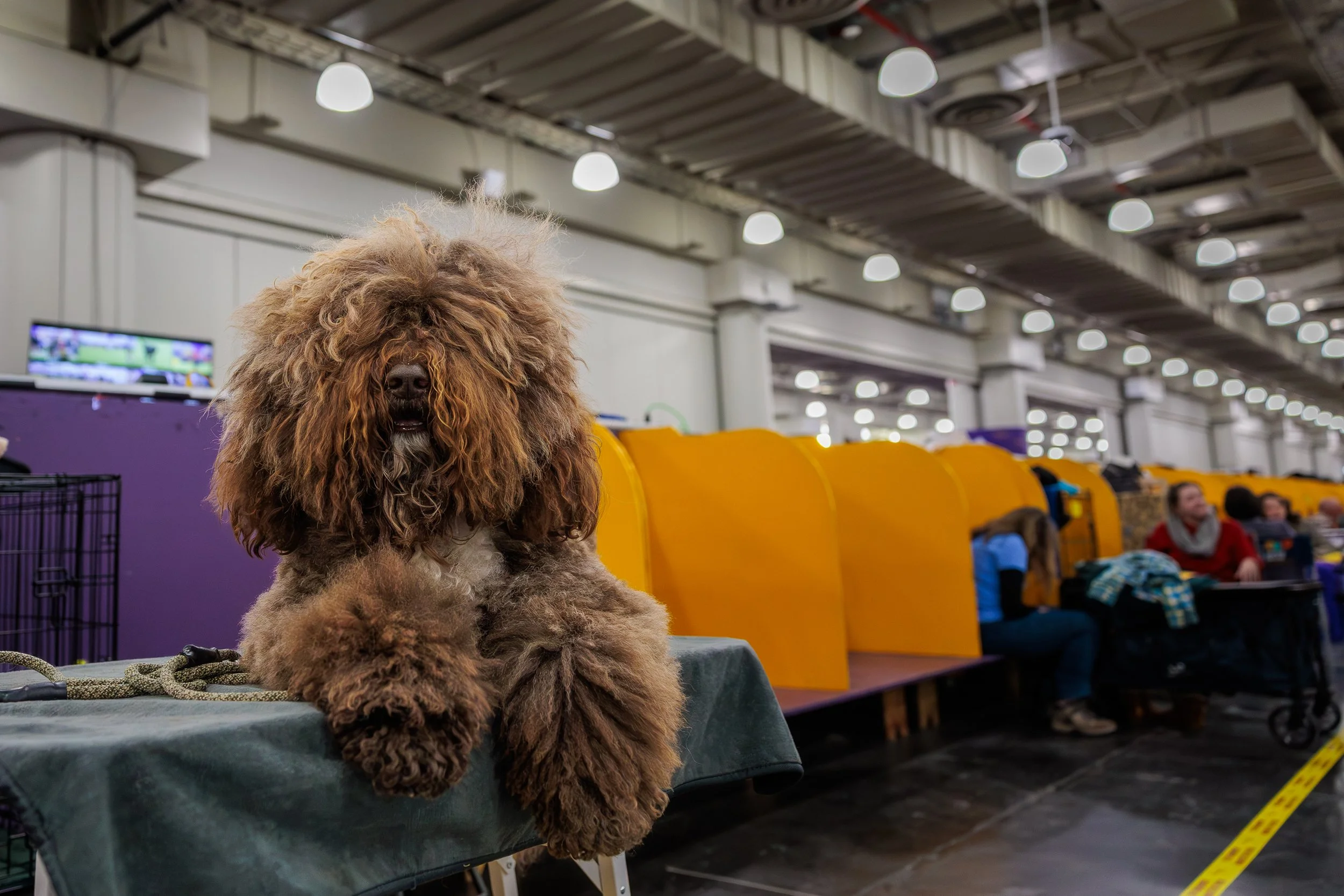  ©The Westminster Kennel Club 