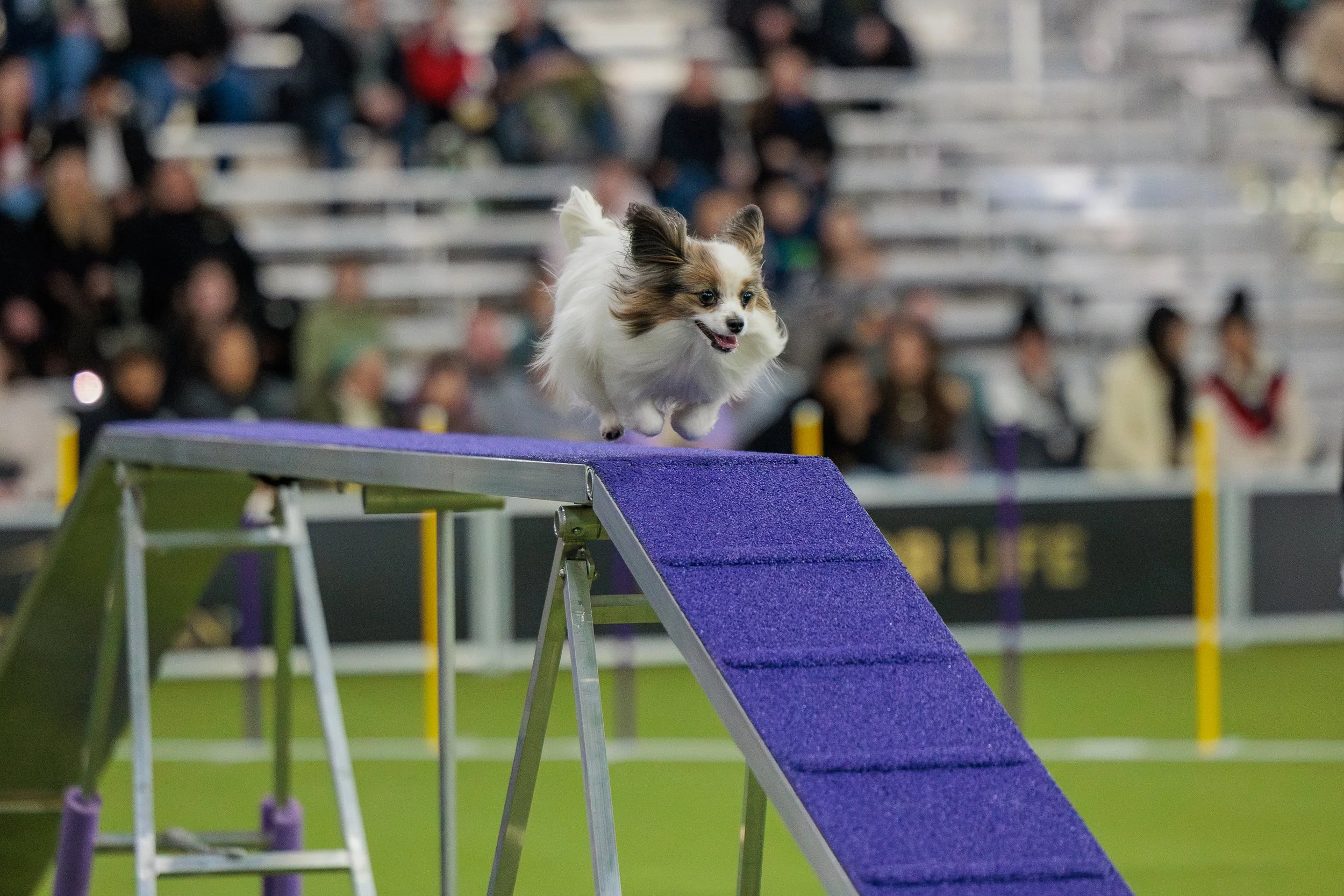  ©The Westminster Kennel Club 