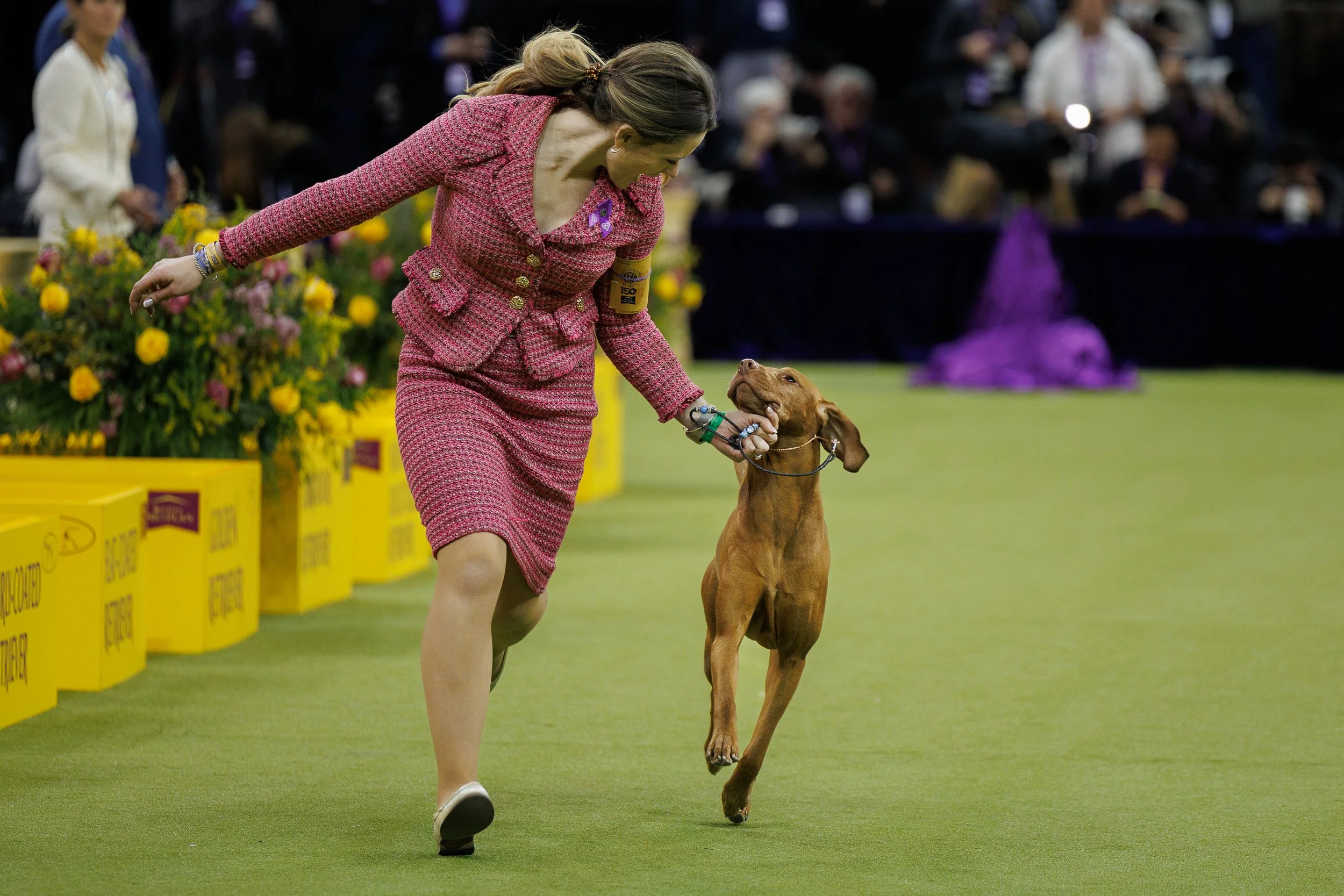  ©The Westminster Kennel Club 