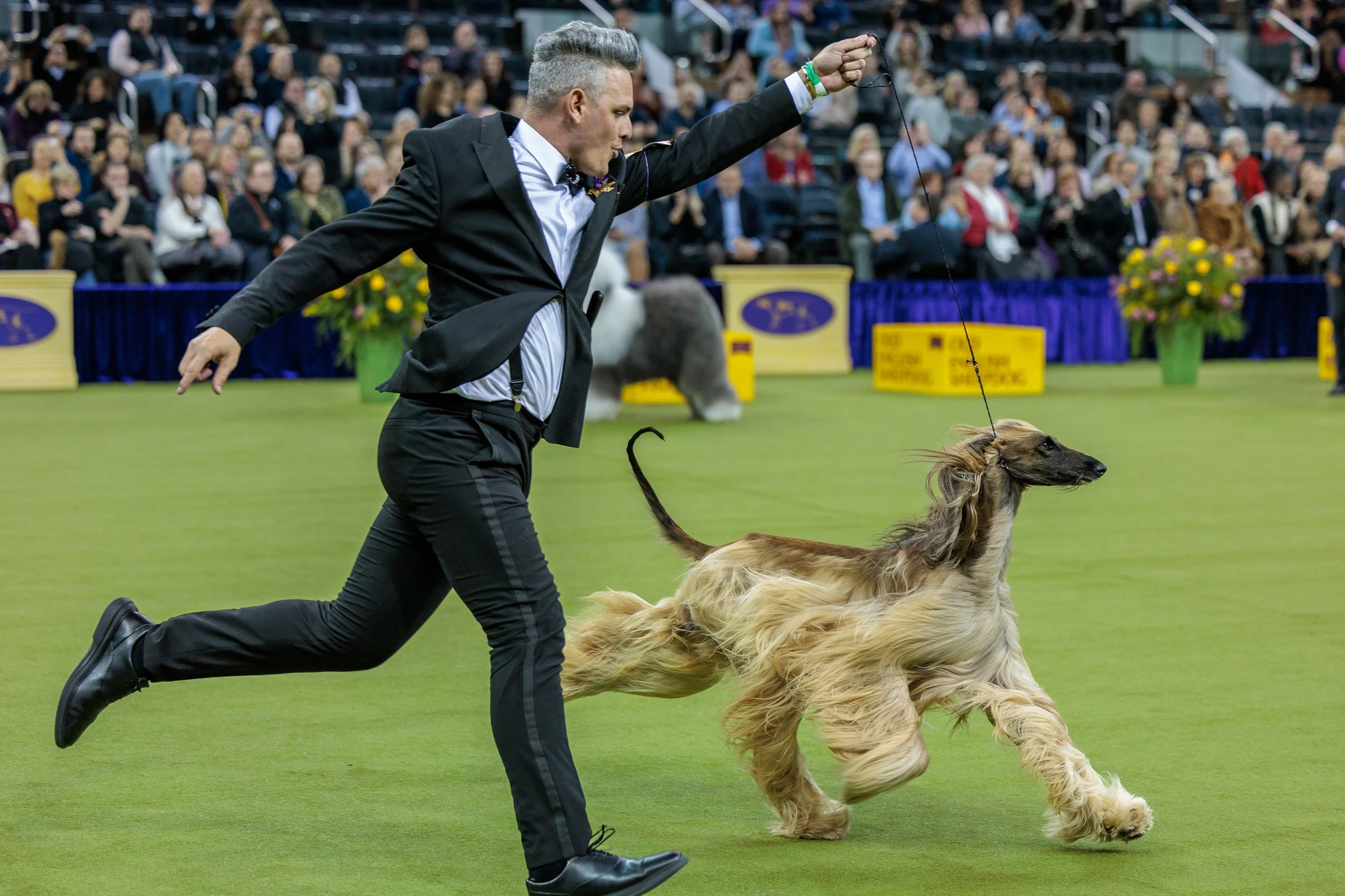  ©The Westminster Kennel Club 