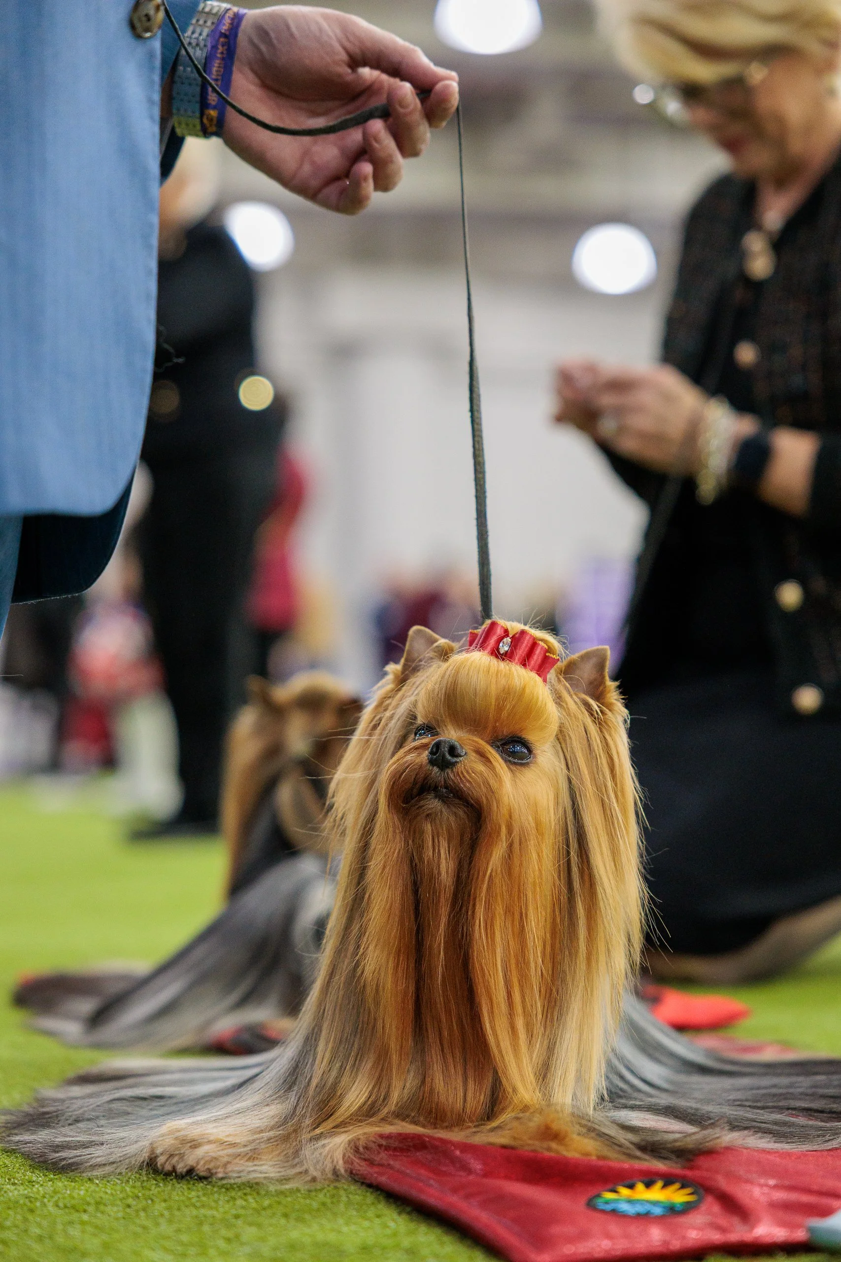 ©The Westminster Kennel Club 