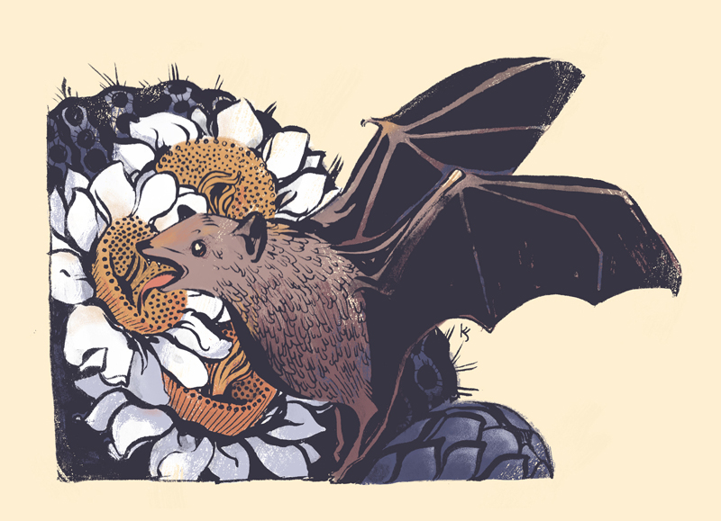 Lesser Long-Nosed Bat and Saguaro