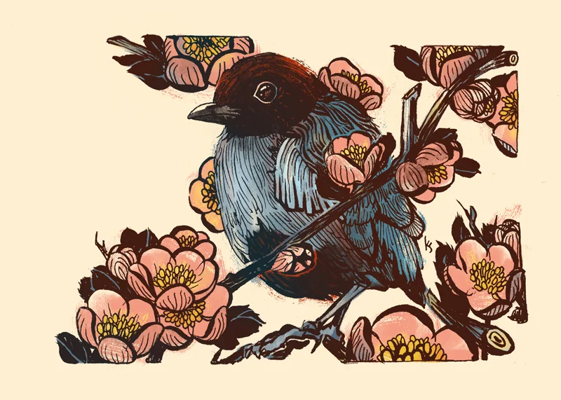 Hooded Pitta and Flowering Quince