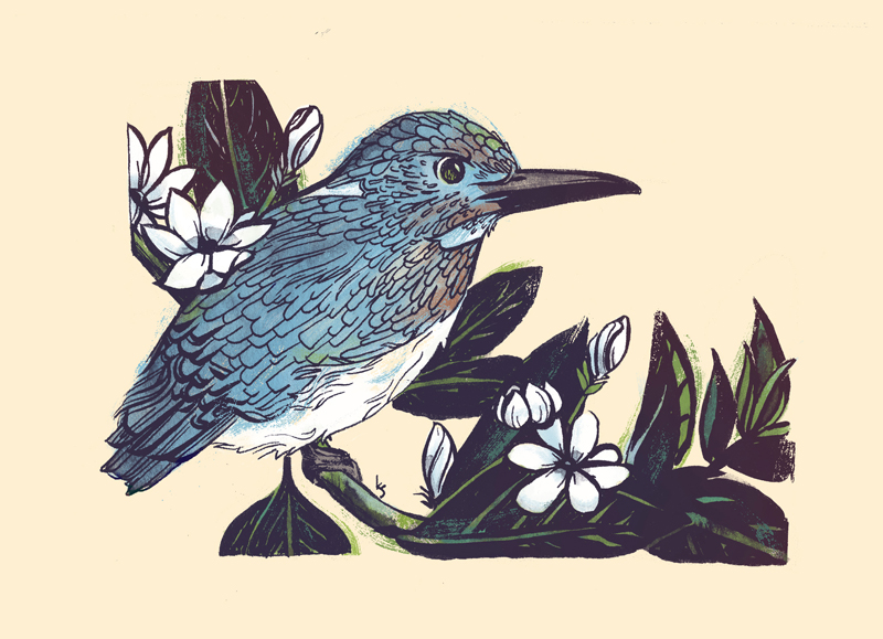 Cerulean Kingfisher and Arabian Jasmine