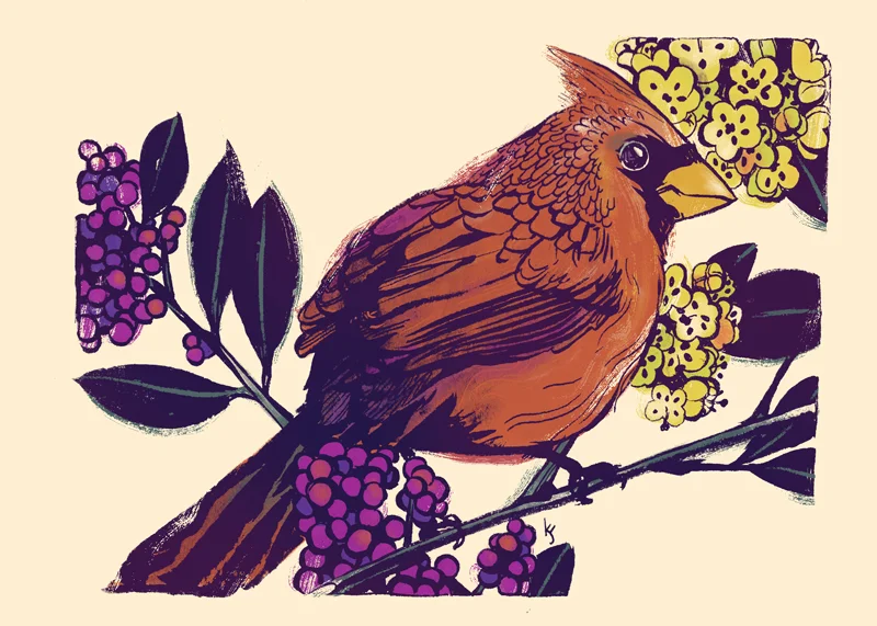 North American Cardinal and Beautyberry
