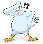 headlesschicken.jpg