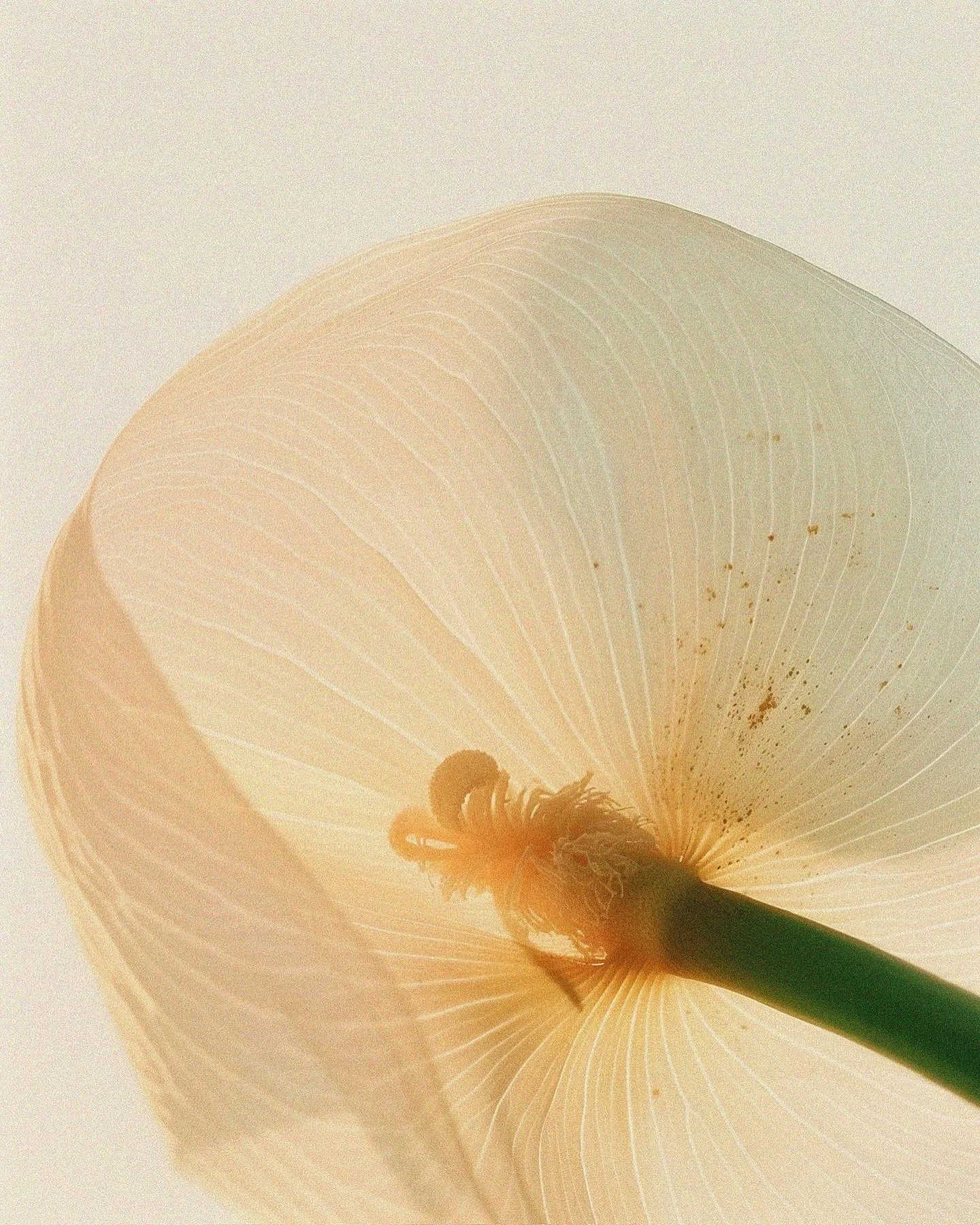 THE CALLA COLLECTION HAS ARRIVED! Before it&rsquo;s worn, it&rsquo;s imagined. Organic forms. Sculptural lines. A study in softness and strength&mdash;quietly bold, unmistakably personal. Now available online and in our Nashville Studio. Discover the