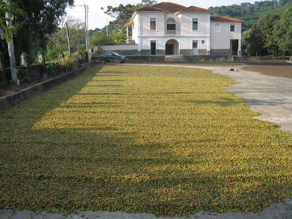 JC coffee farm 2.jpg