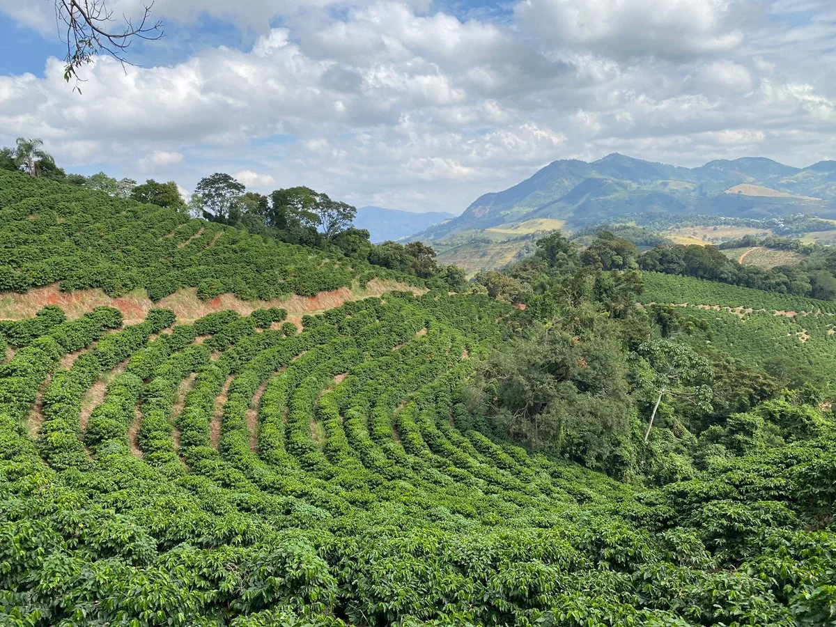 JC coffee farm.jpg