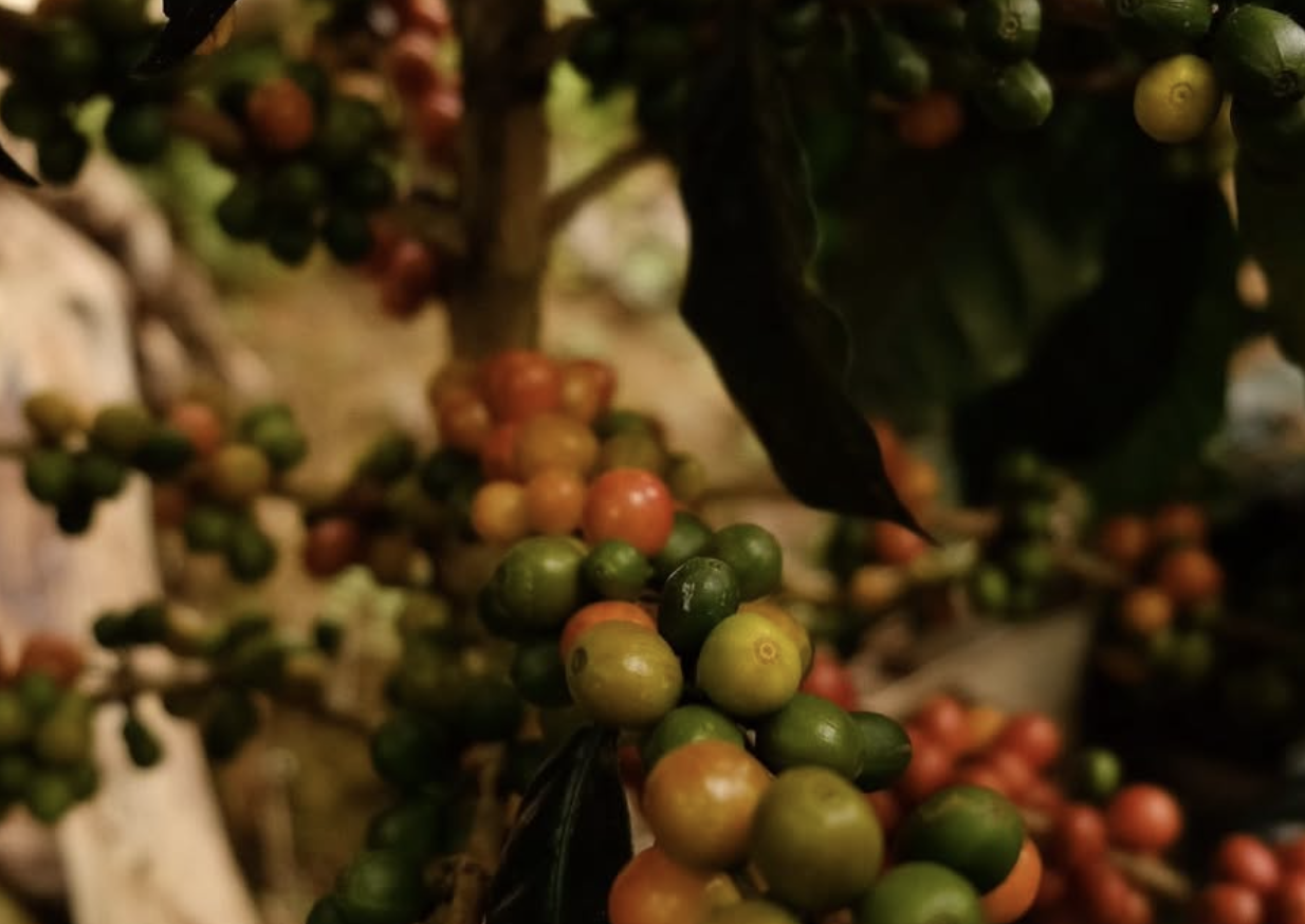 Screenshot 2026-02-23 at 8.36.18 AM.png