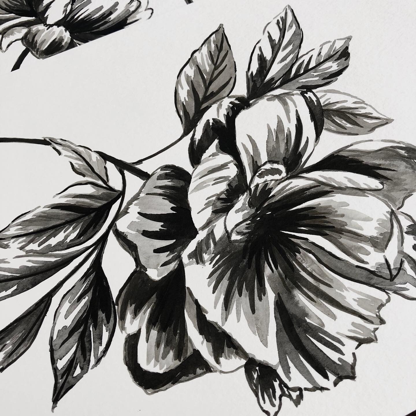 Day 95/100...Black and white flowers... #watercolorflowers #floralpainting #floralsketch #sumiink #watercolorfloral  #everydaywatercolor #princetonbrushes #flower #floralart #flowerdrawing #floral #floraldrawing #peony #greyscale #botanical #botanica