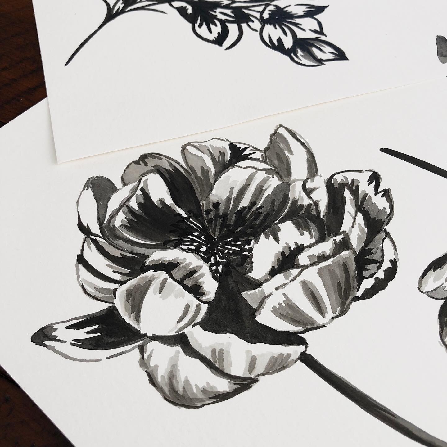 Day 94/100...Black and white flowers  #watercolorflowers #floralpainting #floralsketch #sumiink #watercolorfloral  #everydaywatercolor #princetonbrushes #flower #floralart #flowerdrawing #floral #floraldrawing #peony #greyscale #botanical #botanicals