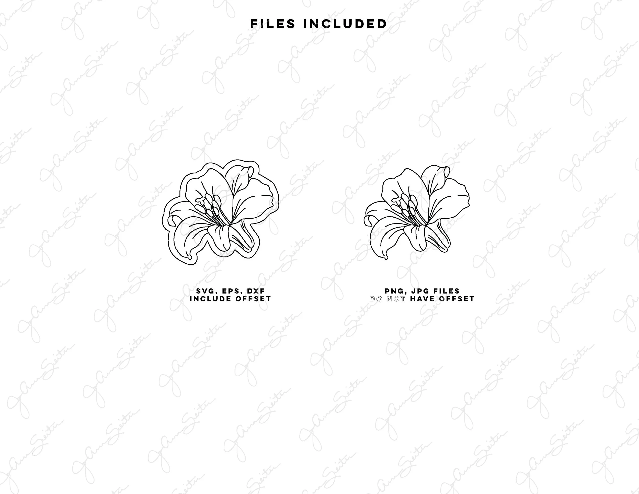 Lily - Offset No Offset-01.jpg