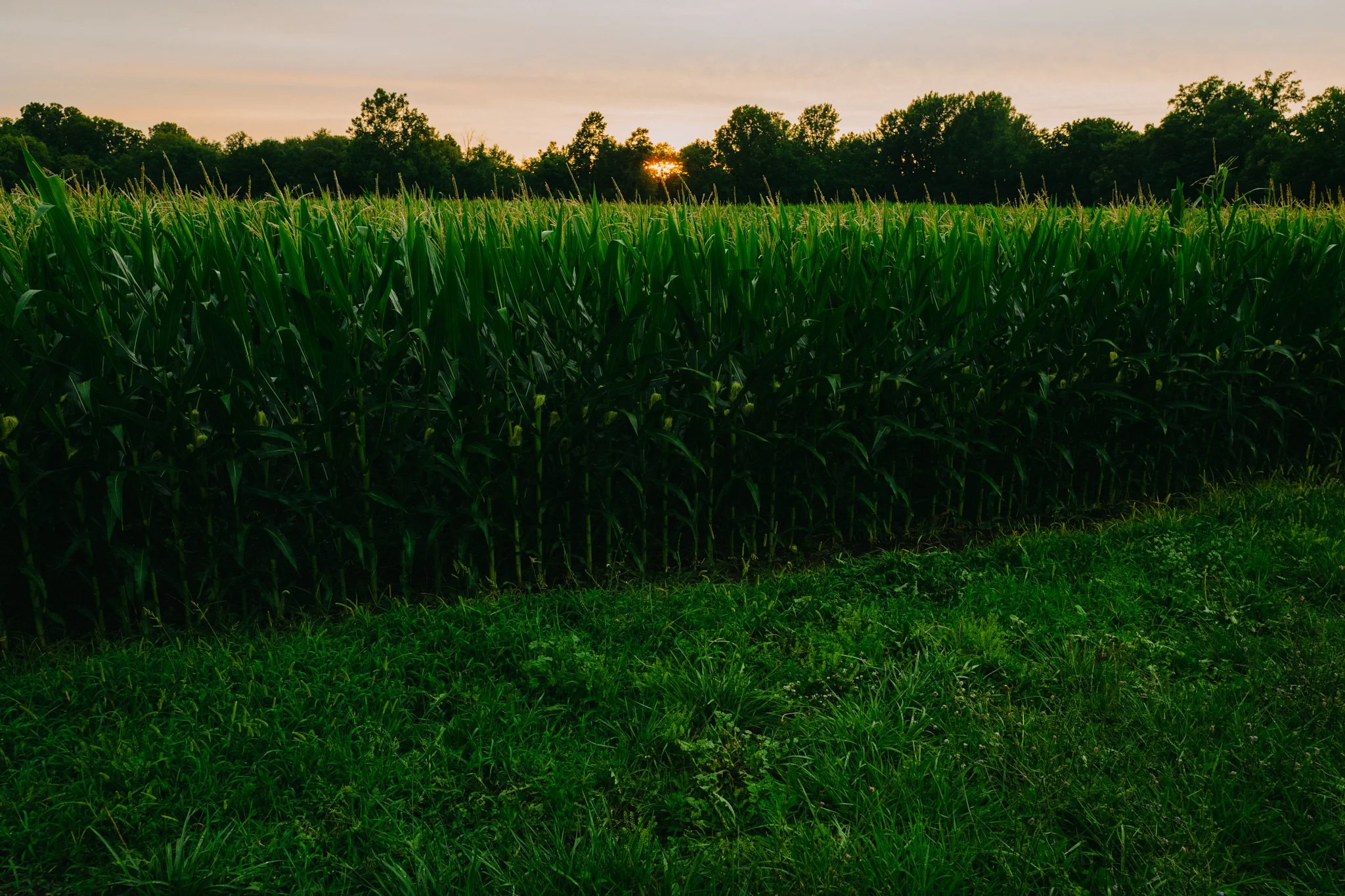 170707_Ohio_Cornfield_030.jpg