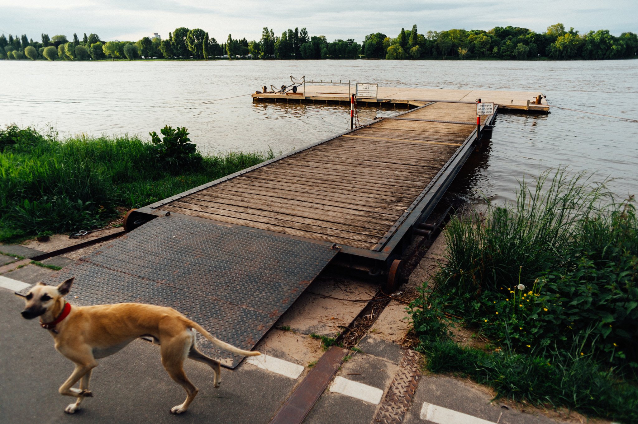 130530_Rodenkirchen_Dog_271.jpg