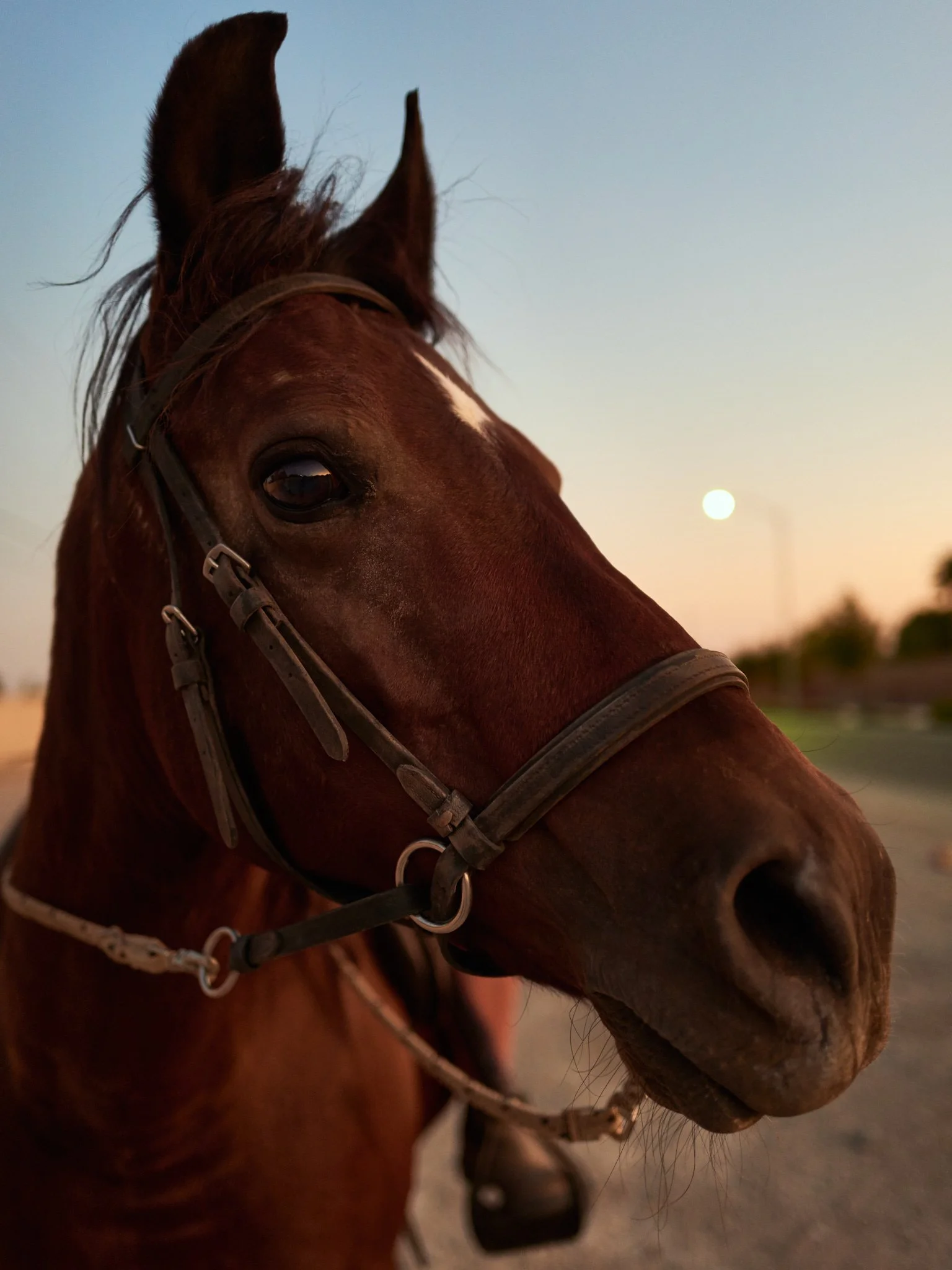190908_Horse_022.jpg