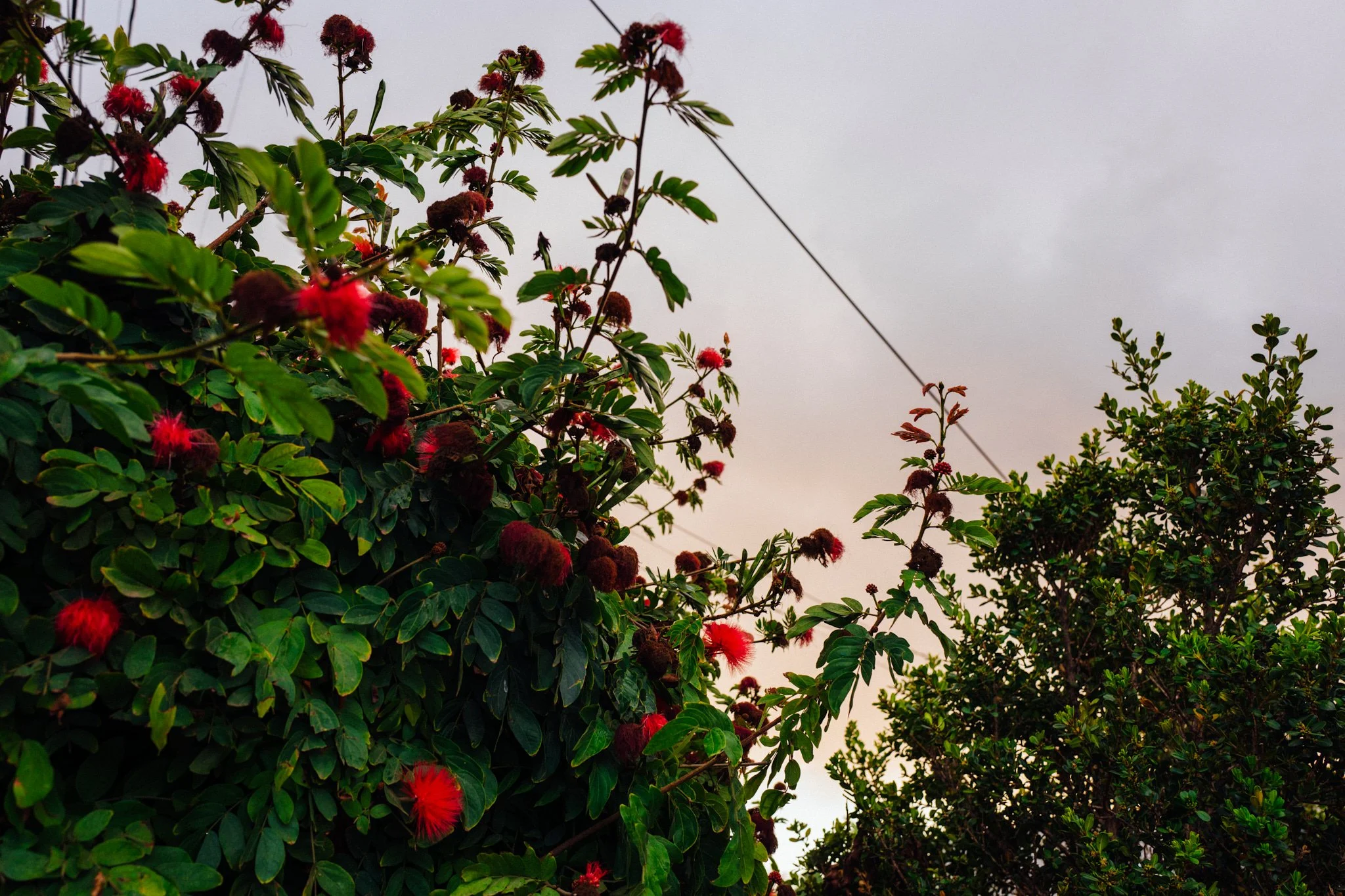 180219_BixbyKnolls_Flowers_008.jpg