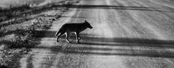 roadway coyote -- halftone.jpg