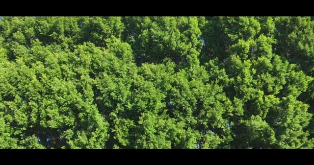 anamorphic trees