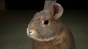 Rabbit Rescue