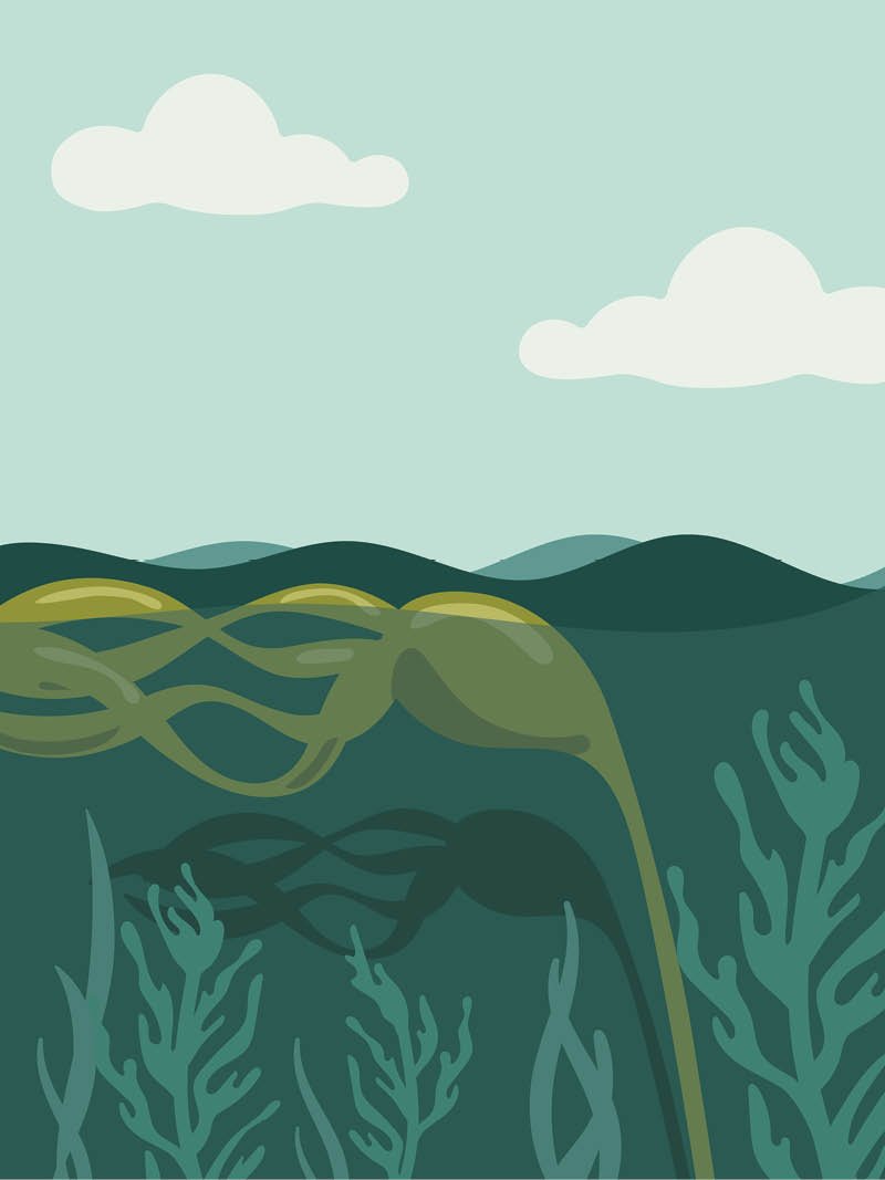 Nature-Landscape Illustration-Kelp-Bed.jpg