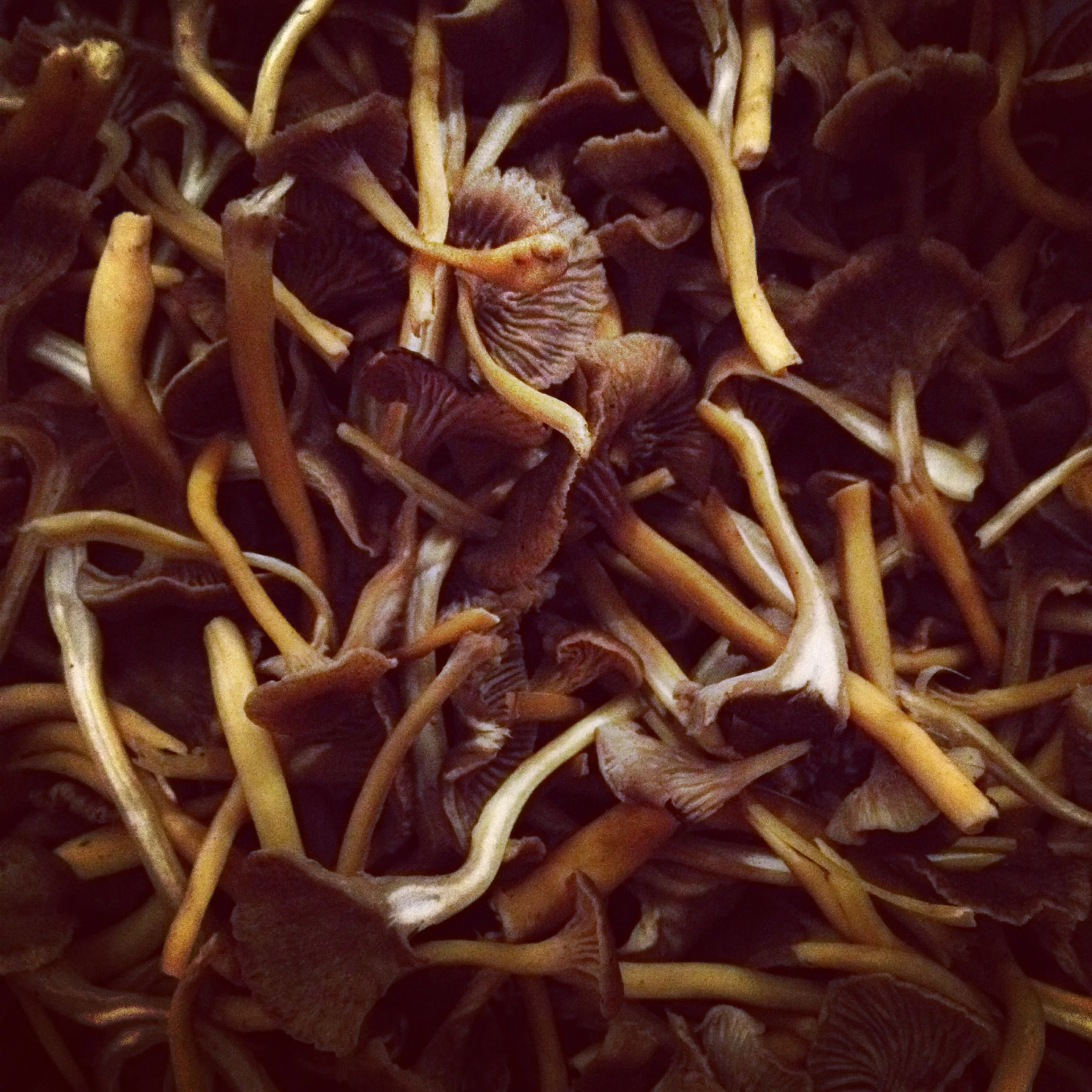 Funnel Chantarelle aka suppilovahvero.
