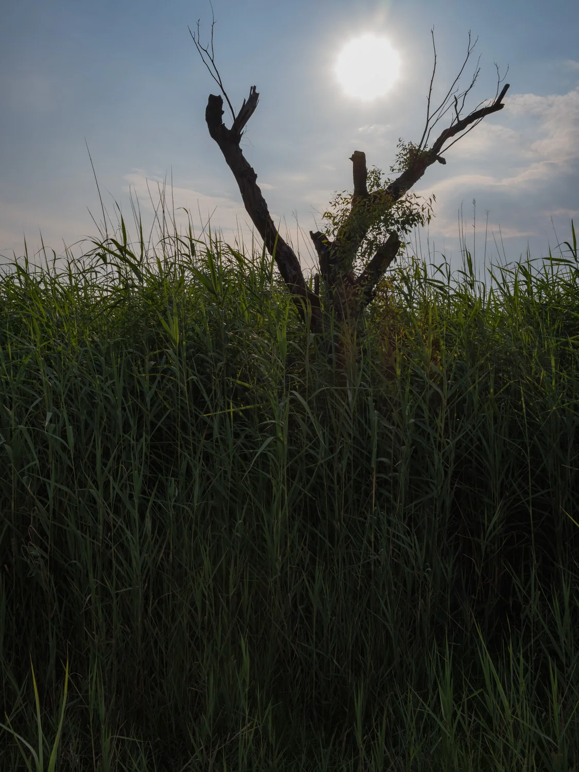 _DSF0668.jpg
