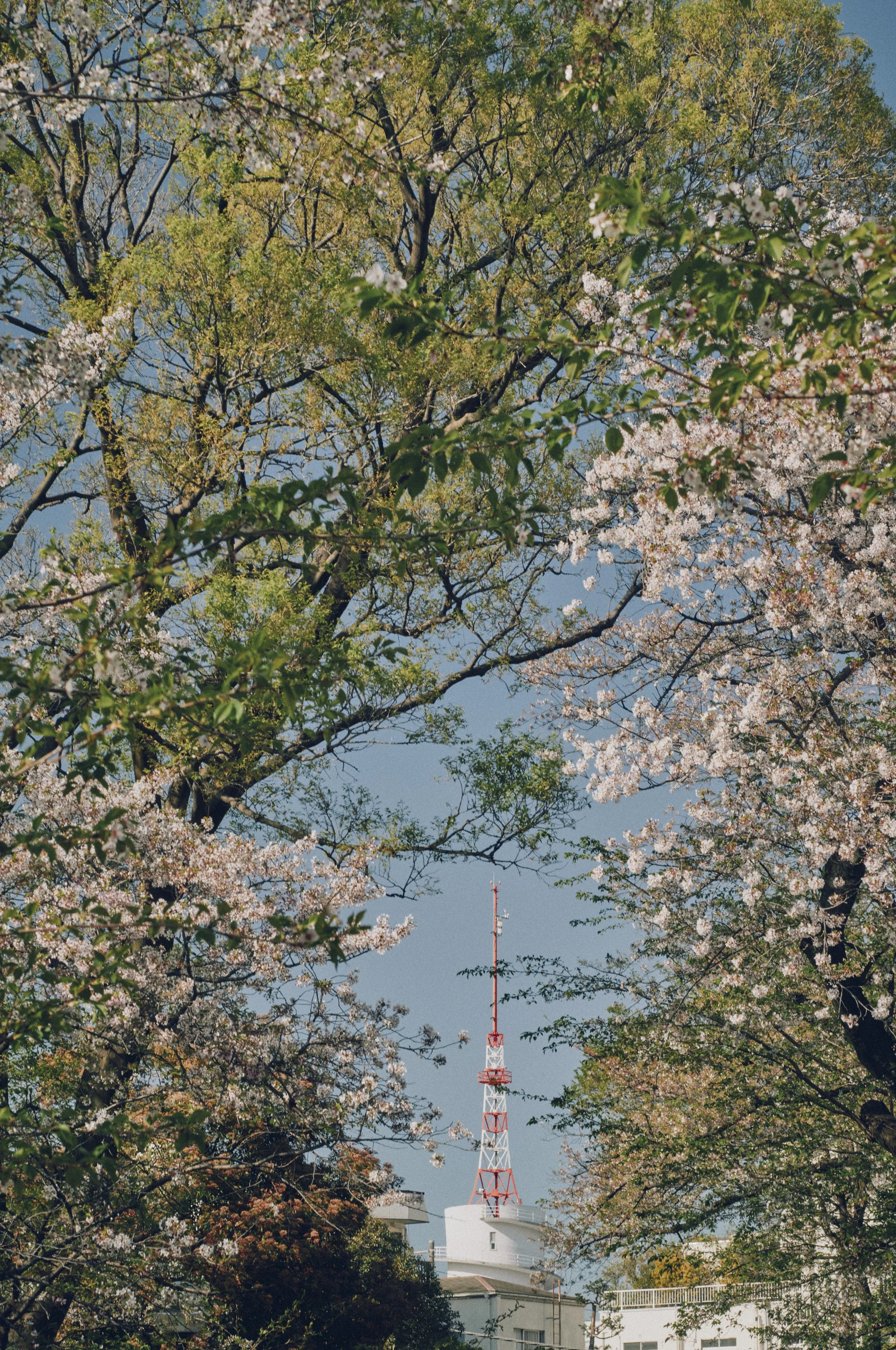 L1007612.jpg
