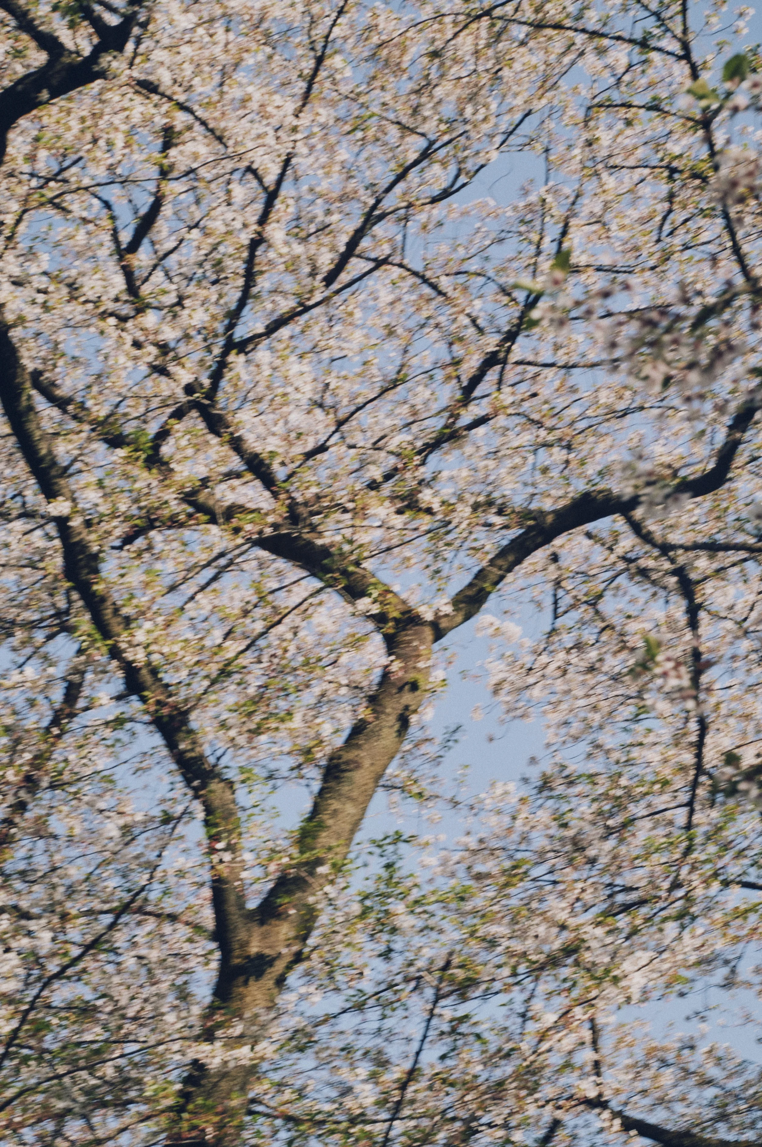 L1007594.jpg