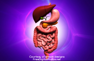 Digestive_system attrib.png