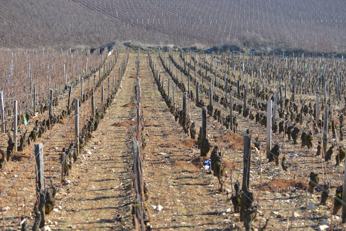 A chemically farmed vineyard in Vsne Romanée