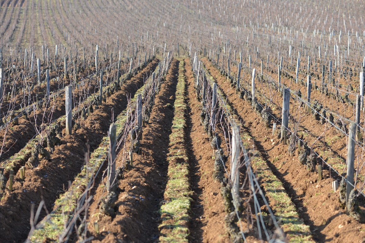 The vines of Romanée-Conti