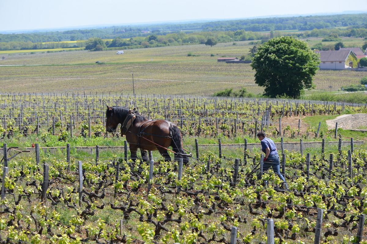 ploughing Les Amoureuses, Chambolle Musigny, Burgundy