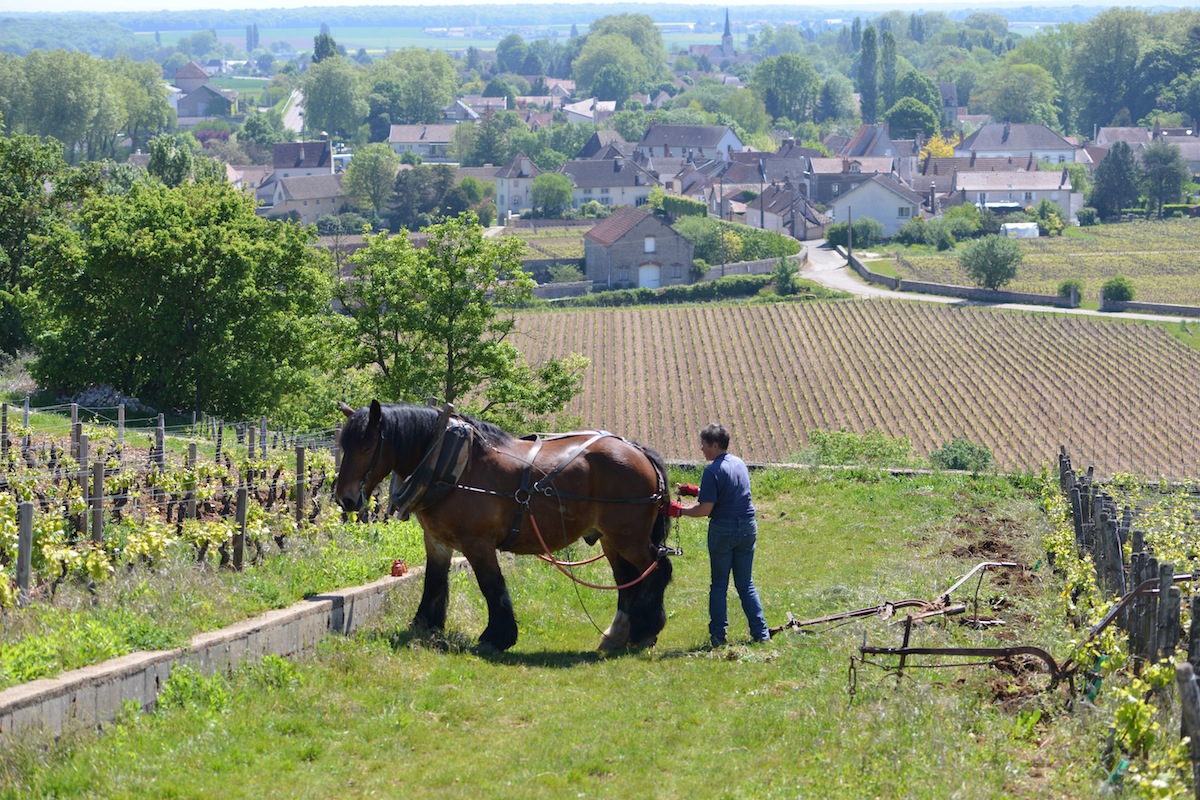 Vougeot, Burgundy, in the background