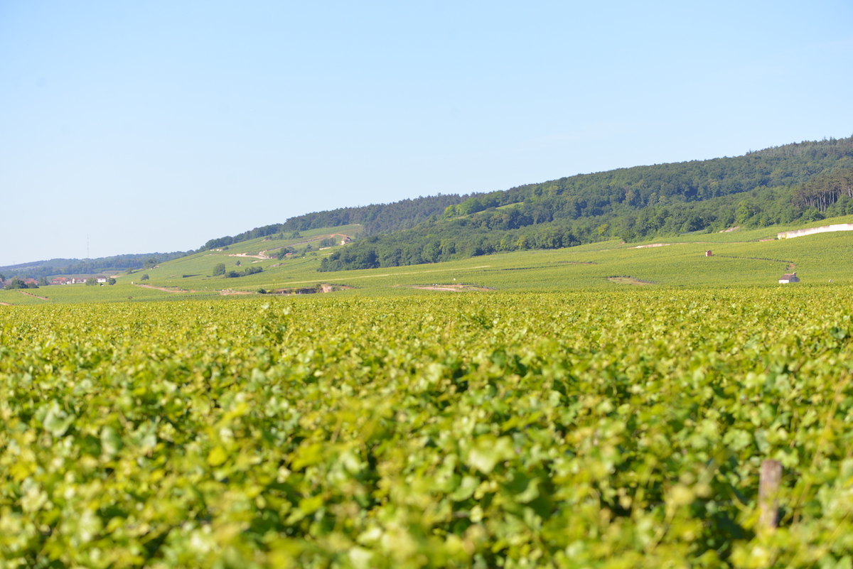 Gevrey Chambertin Grand Crus