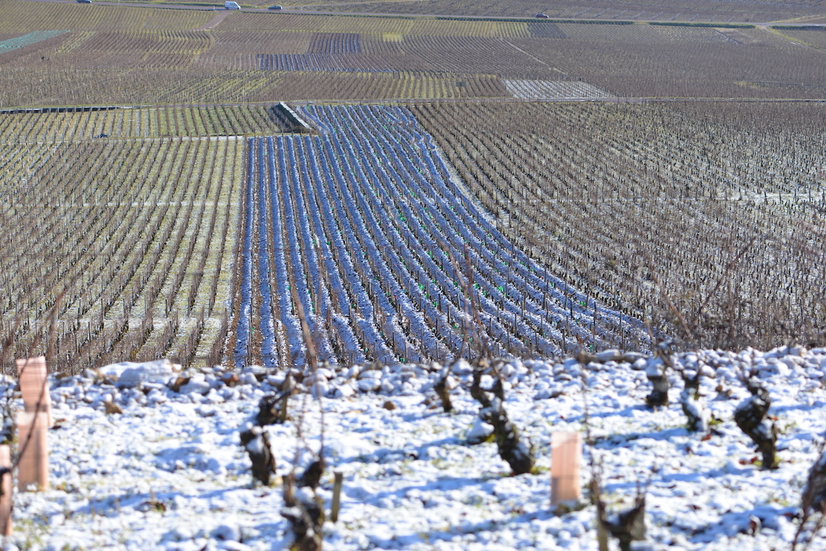 Chambertin vineyards