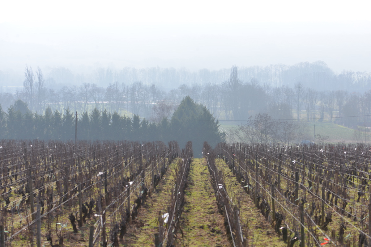 Santenay vines