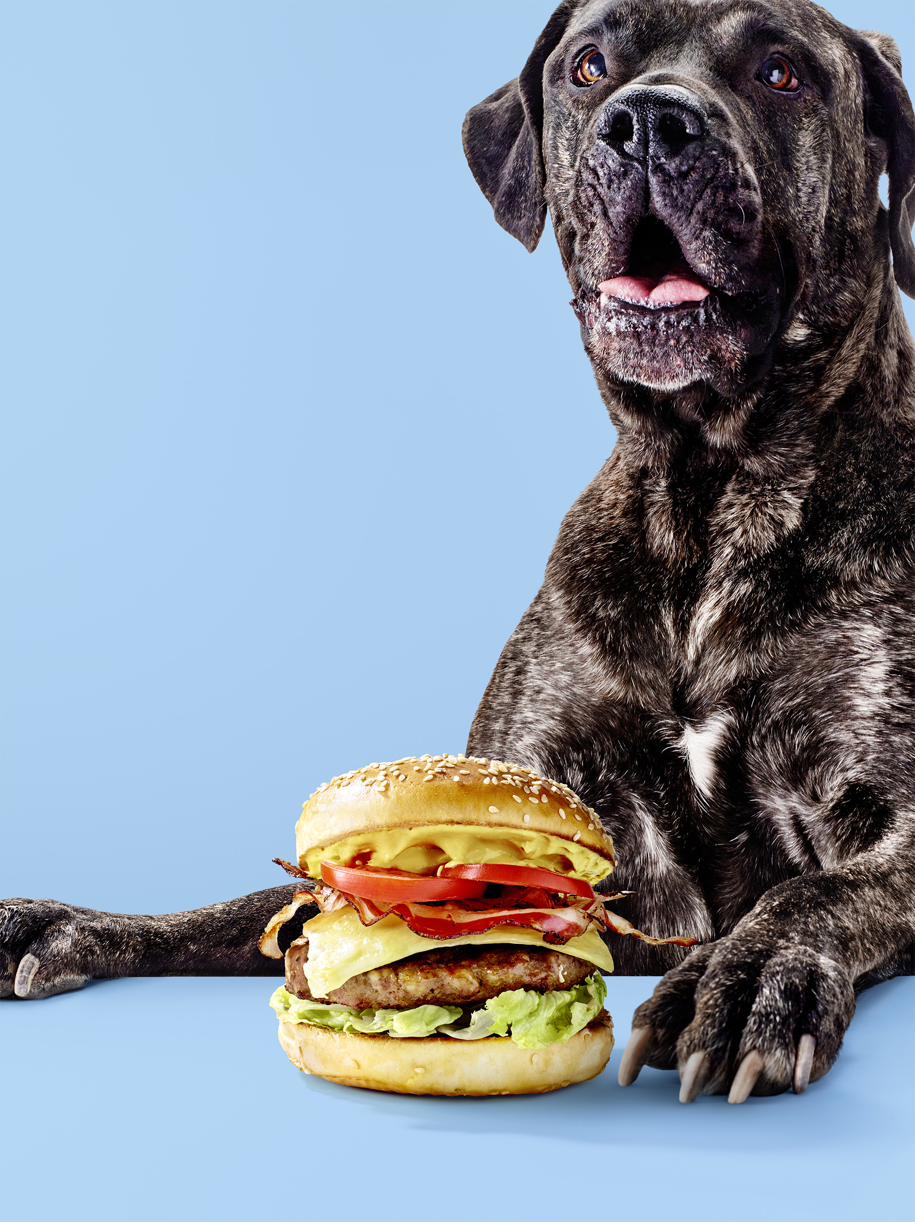 Hauptsache_Burger_03_Hund.jpg