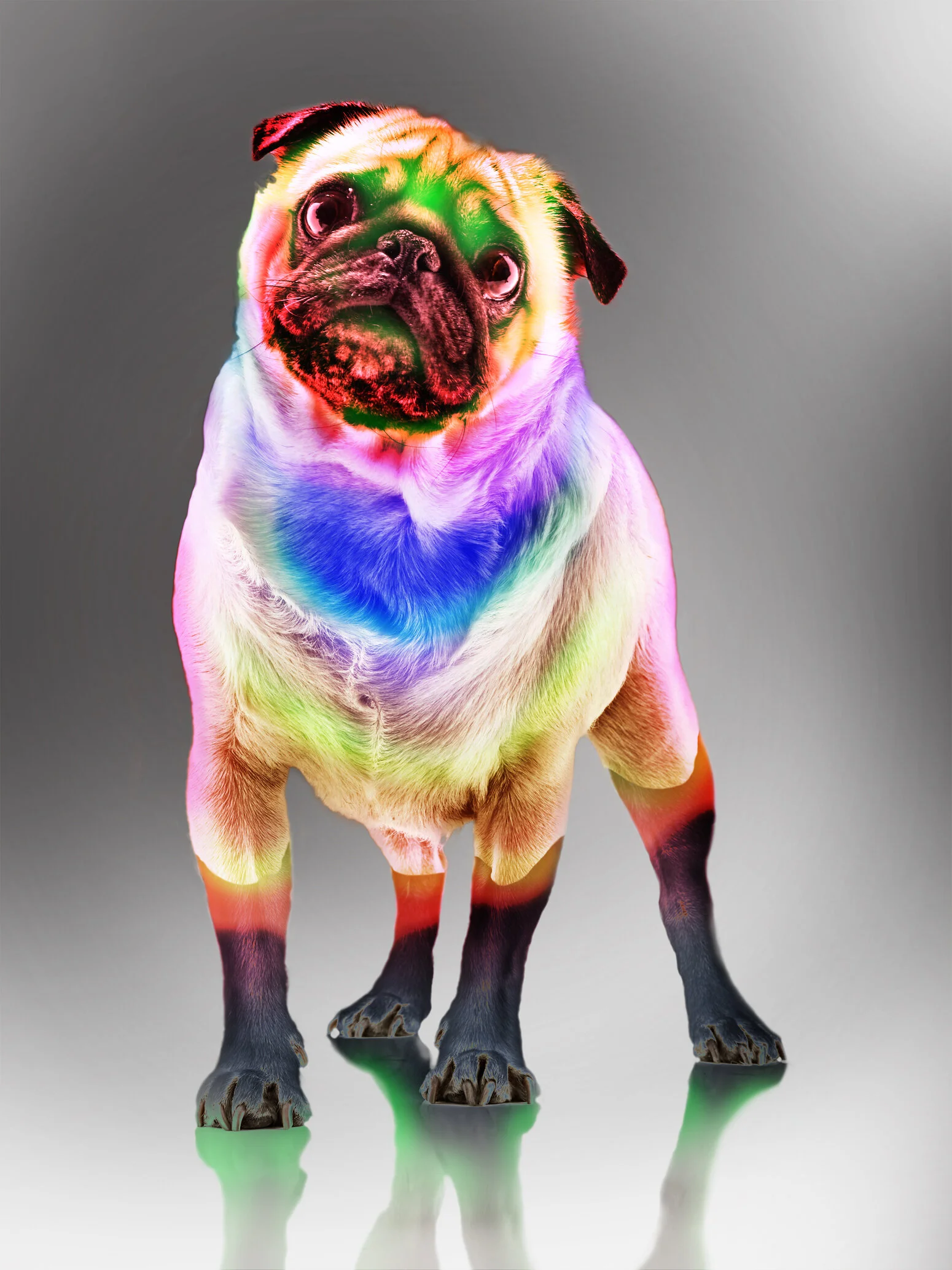 pridedog.jpg