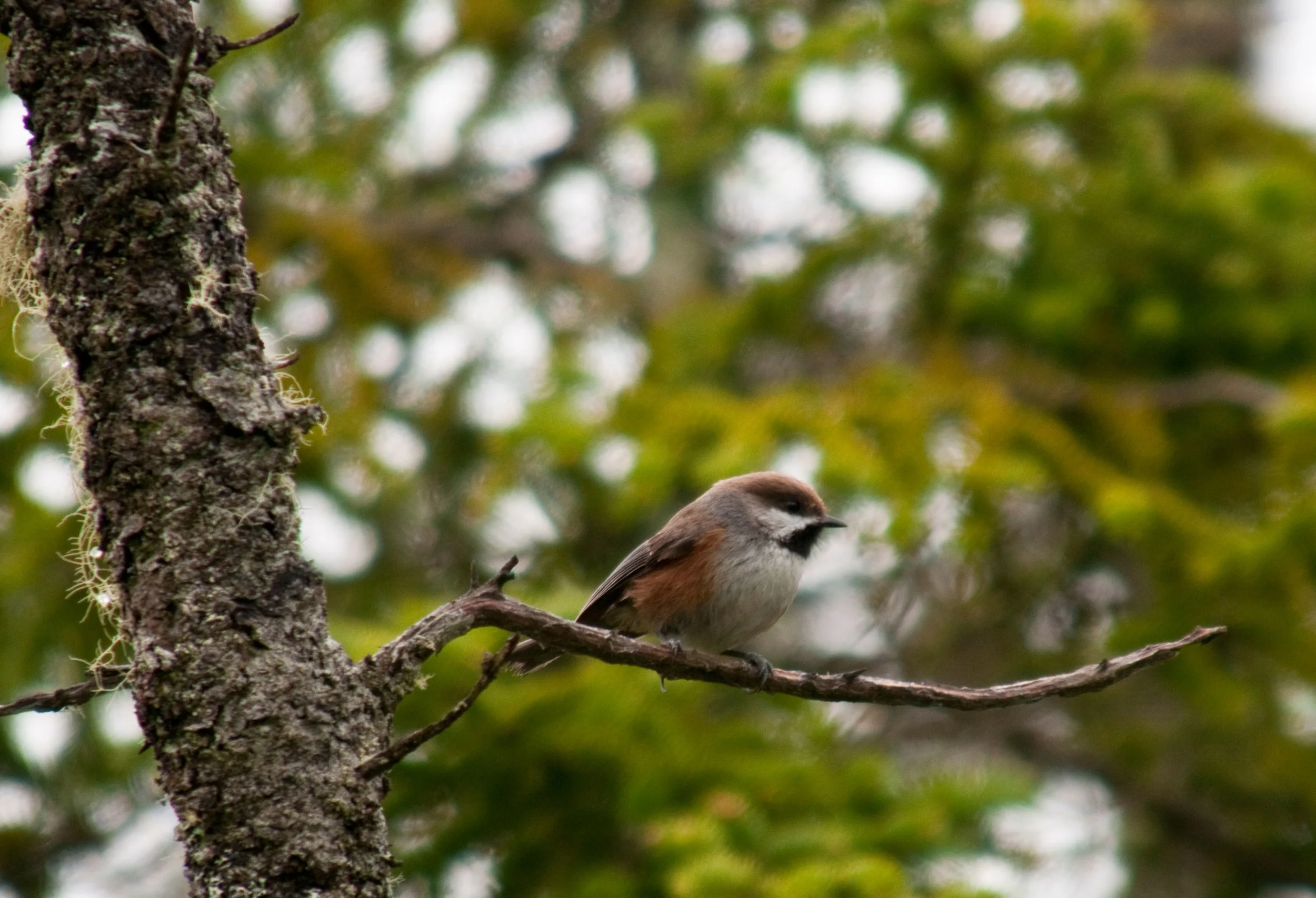 Nature Trust Celebrates New Protected Islands on the Eastern Shore