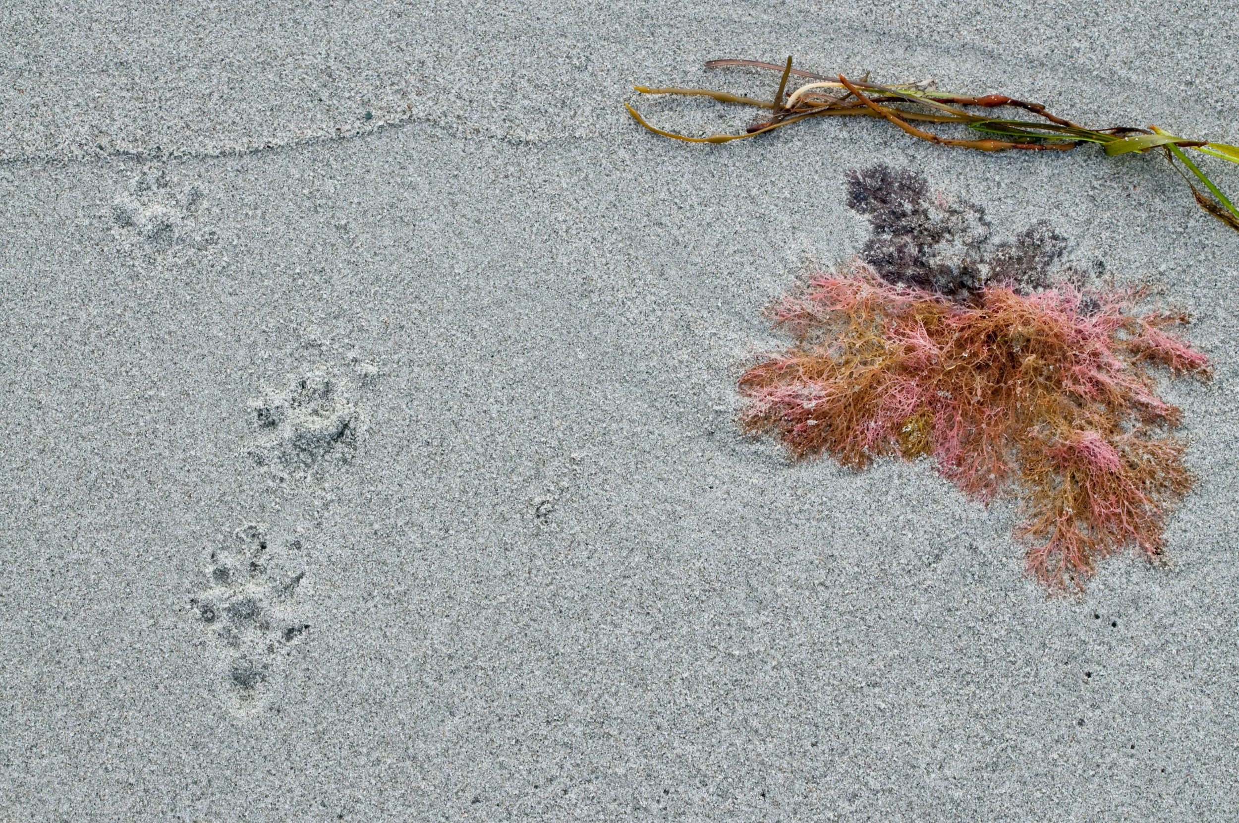 100 Wild Islands Campaign Gets Exposure in the Wall Street Journal