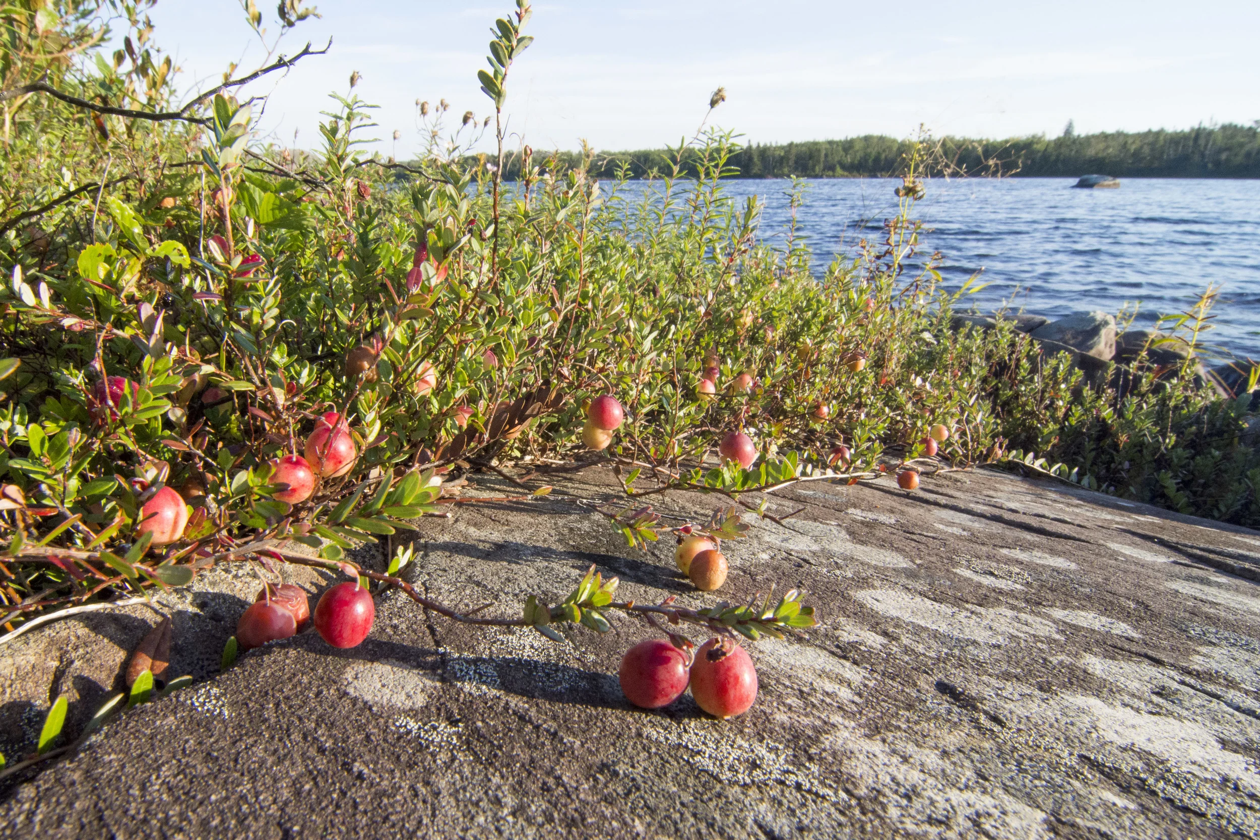  Des îles à protéger - The 100 Wild Islands on Radio Canada