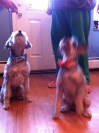 Clearly these two dogs are treat motivated! Try holding a treat or a toy right near the camera :)