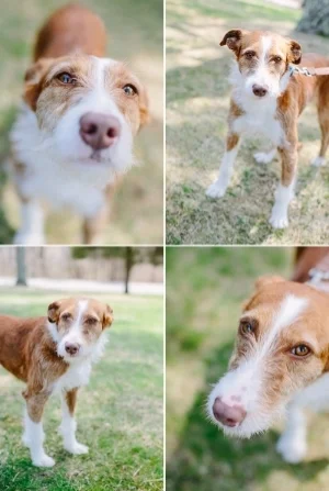 Professional photos of Fern (I used the top right for the painting).
