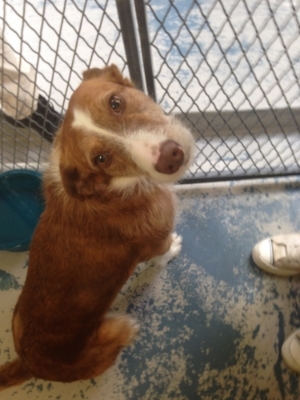 The only good photo I was able to get of Fern while visiting her at the shelter! 