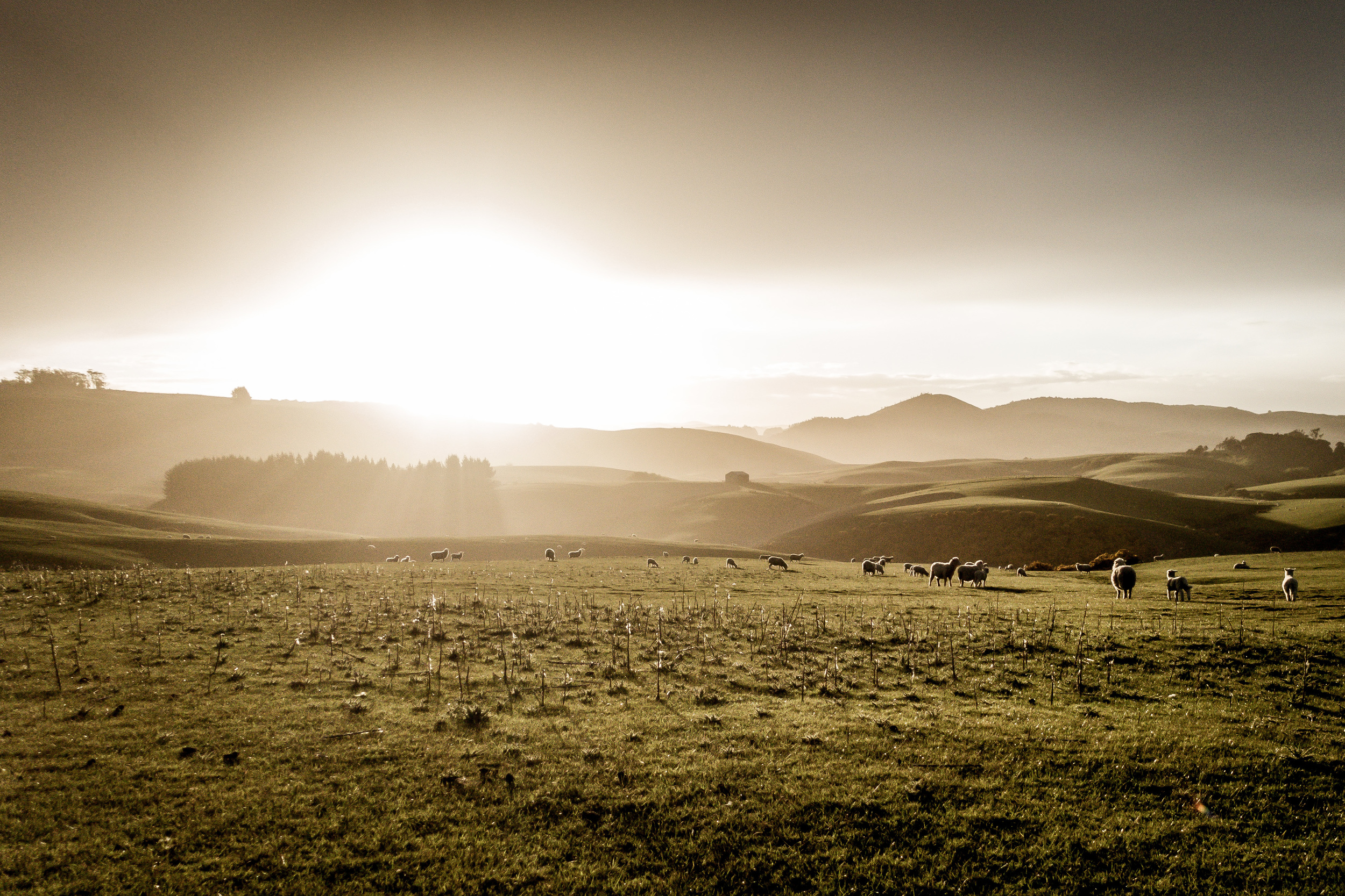 new_zealand-kaka_point_farmstay