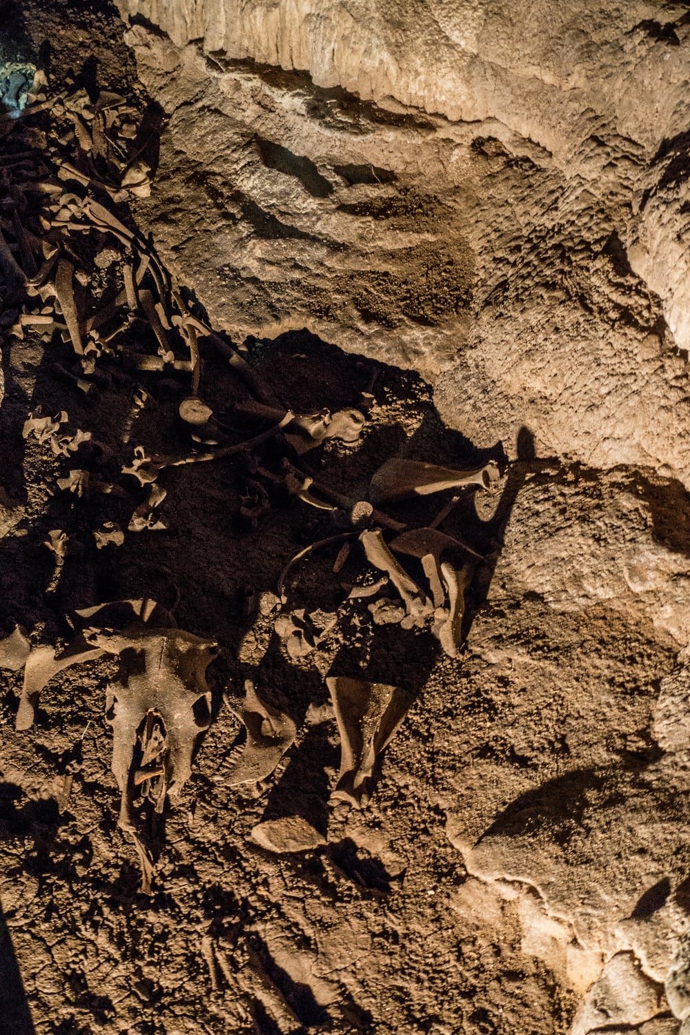  Cow bones that washed in during a heavy rain. 