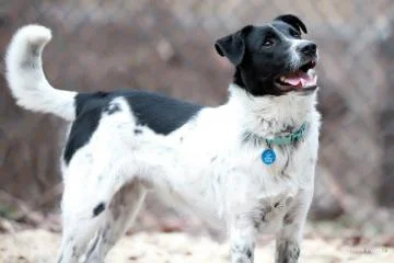 Jasper is a border collie mix. He's an energetic fella, but he's not so good with the sharing. 