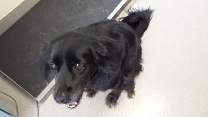 Cassie is a snuggly Spaniel looking for love